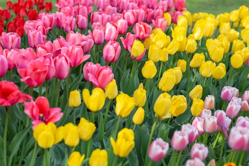 Yellow and Pink Tulip Flower Field