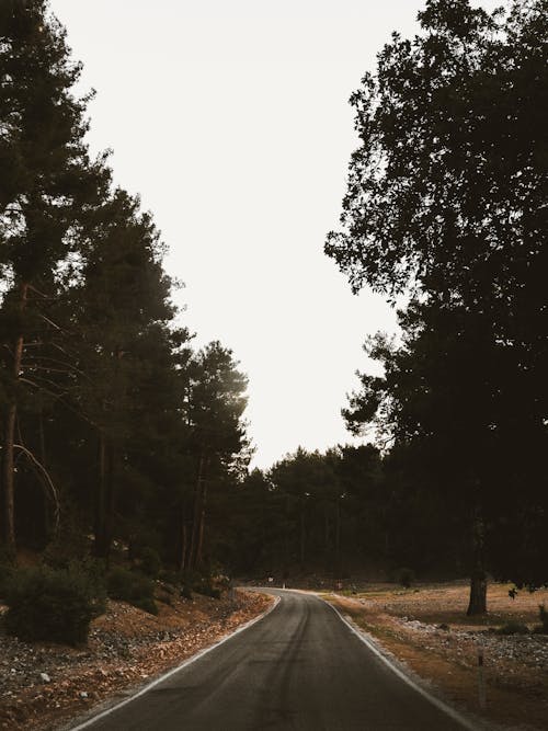 A Road Passing Through Forest and