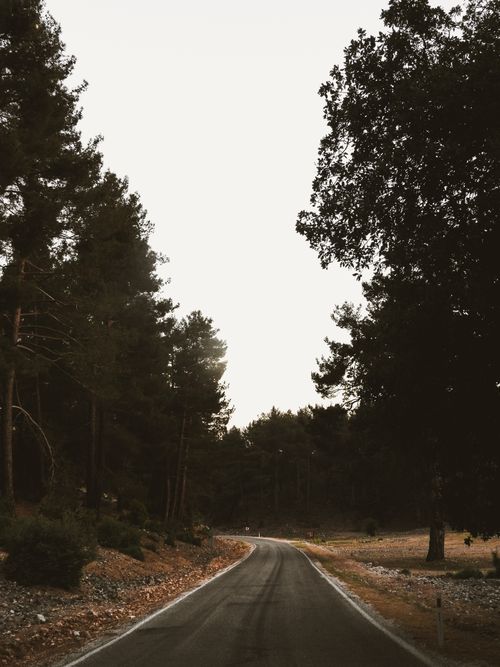 Free Peaceful empty road curving through a dense forest in Antalya, Türkiye at dusk. Stock Photo