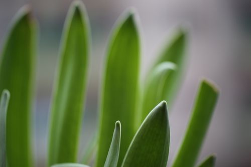 Free stock photo of green, nature, plant Stock Photo