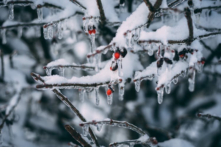 Ice On The Tree Branch