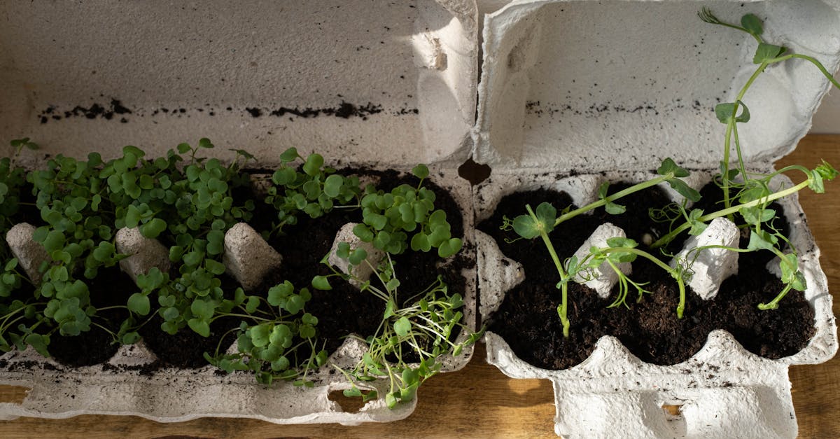 Astuce DIY : Fabriquer des jardinières avec du matériel recyclé