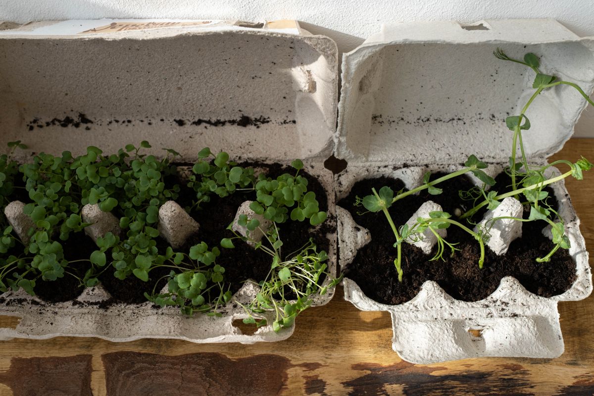 Green plants growing in a recycled container for a small indoor garden