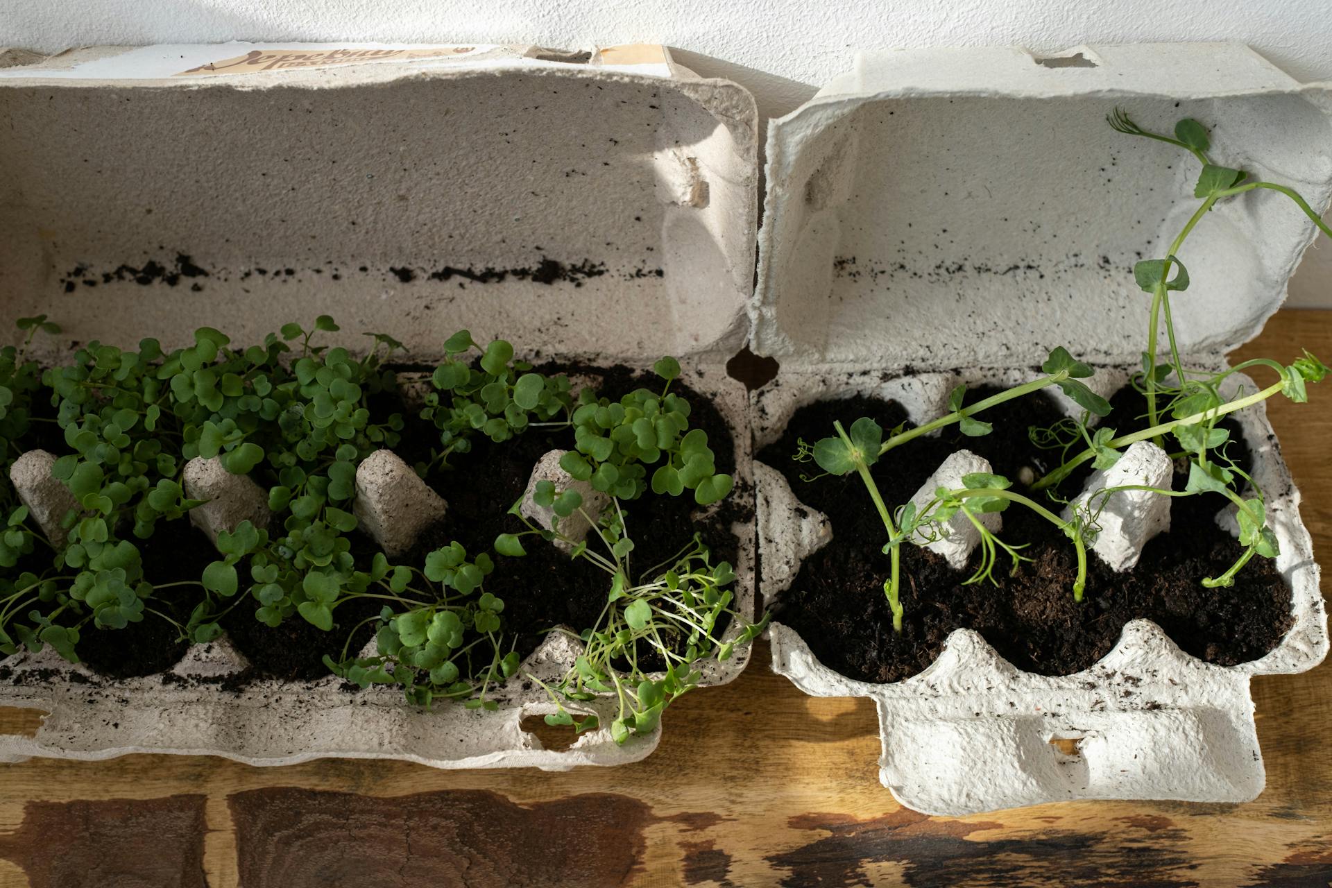 Green Plants on the Pulp Egg Box