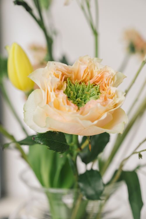 Free A close-up shot showcasing a beautiful peach flower with intricate petals and a vibrant green center. Stock Photo