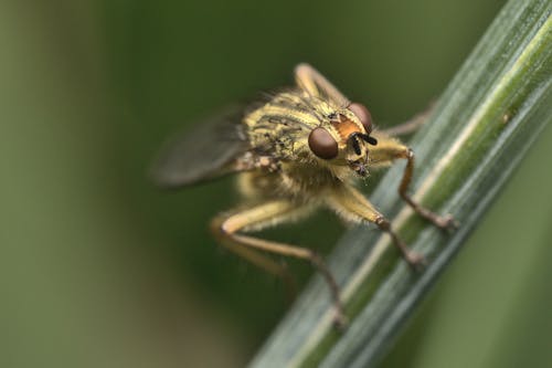 Macro Shot of a Fly