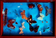 昆虫保存安排充满活力，包括蝴蝶、甲虫和蜻蜓