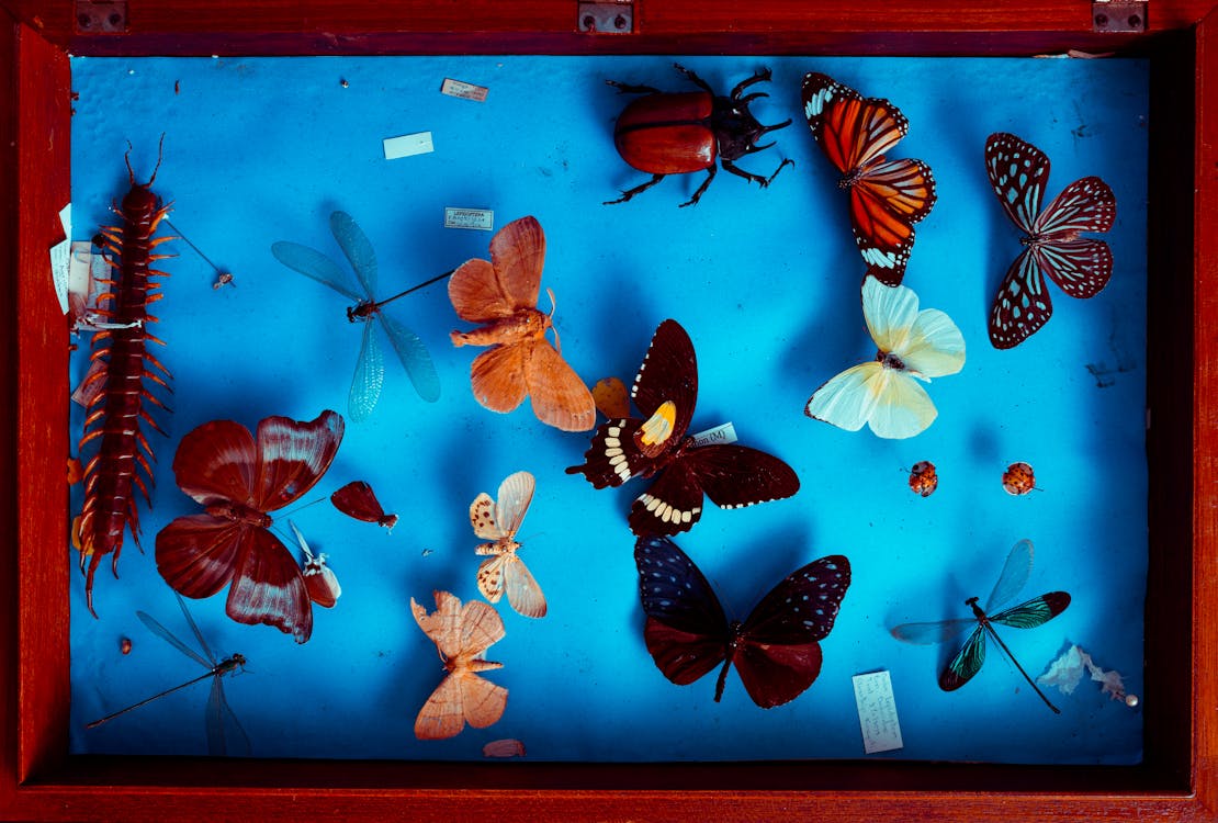 Free Multicolored Butterflies Taxidermy Stock Photo