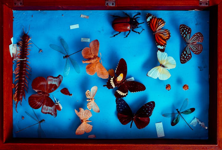 Multicolored Butterflies Taxidermy