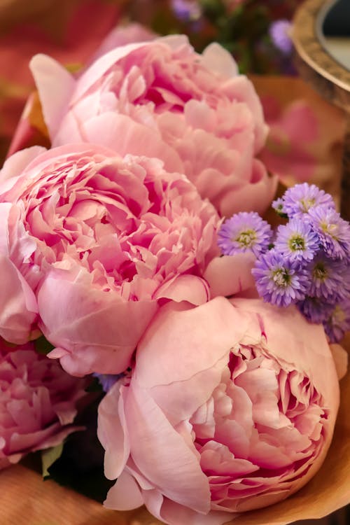 Gratuit Photos gratuites de aster, bouquet, composition florale Photos