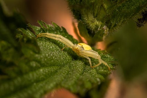 Macro Photography of a Spider