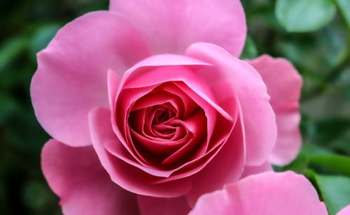 A Close-Up Shot of a Pink Rose in Bloom
