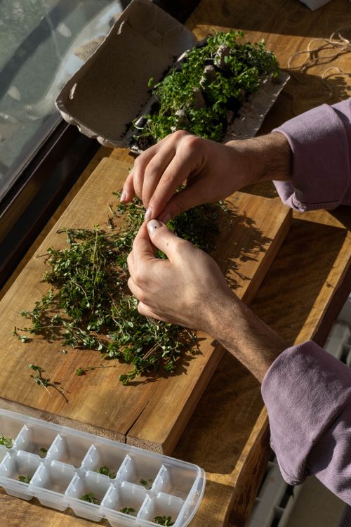 Free A person sorting fresh thyme next to an egg carton and ice tray on a sunny windowsill. Stock Photo