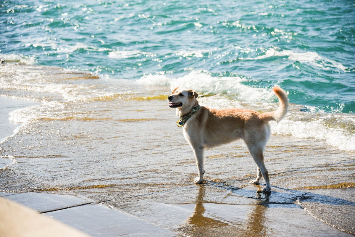 Urlaub mit Hund an der Ostsee: Ferienwohnungen, die tierfreundlich sind