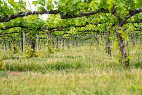 Grapevines in Vineyard 