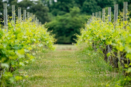 Grapevines in Vineyard