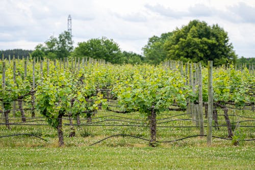 Foto stok gratis bidang, Daun-daun, kebun anggur