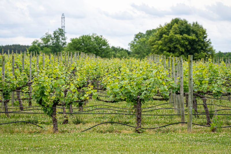 Lush vineyard rows, grapevines, custom tour experience