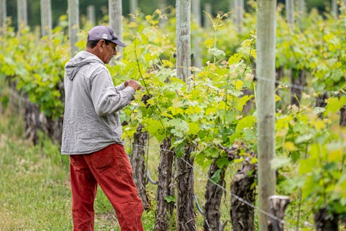 Fotobanka s bezplatnými fotkami na tému farmár, plantáž, poľnohospodárske produkty