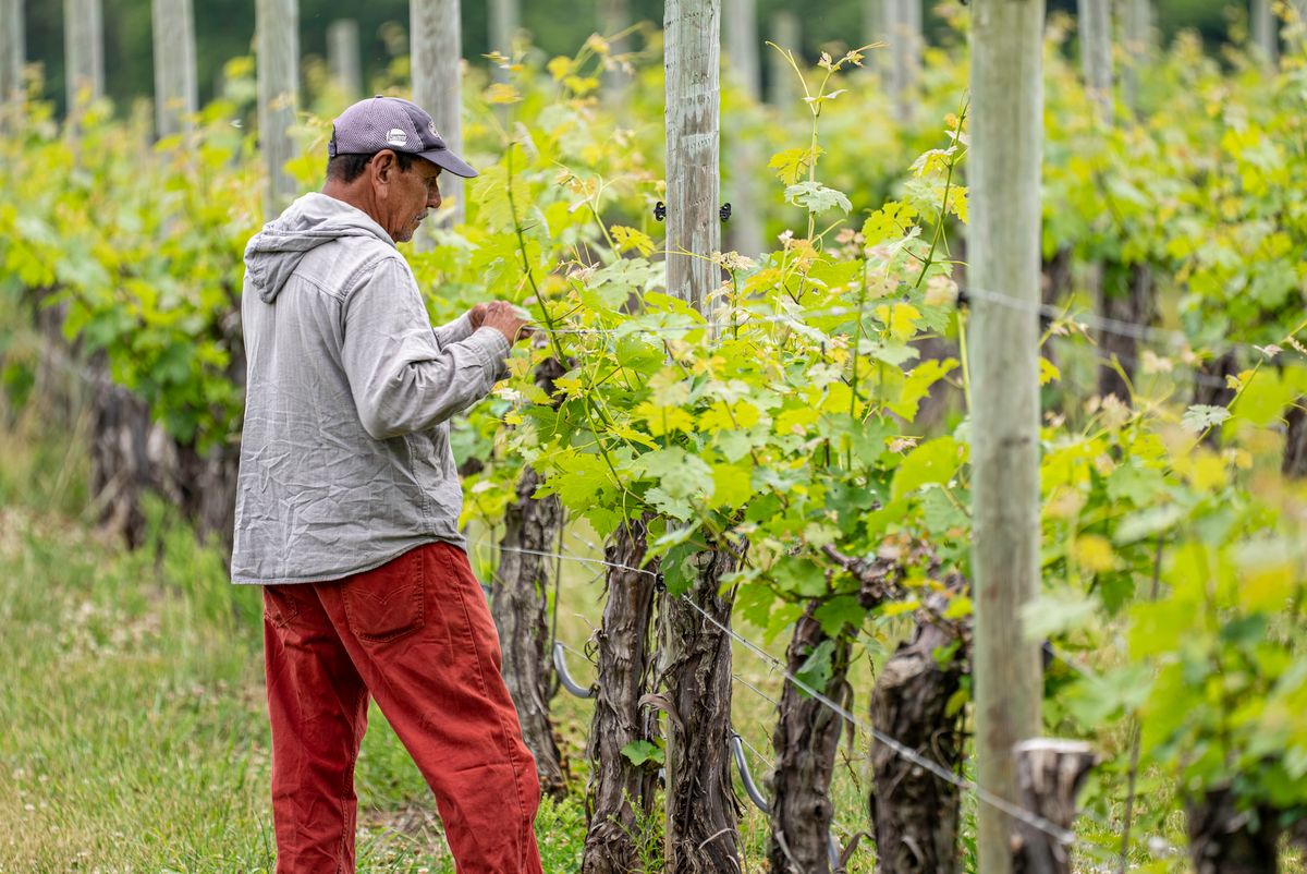 Exploitant agricole travaillant dans sa vigne, public financé par VIVEA