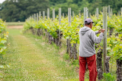 A Farmer Putting Up a Wire Fence