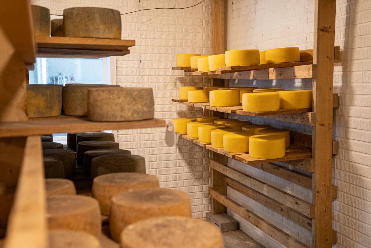 Forme stagionate su ripiani di legno in una cantina di affinamento