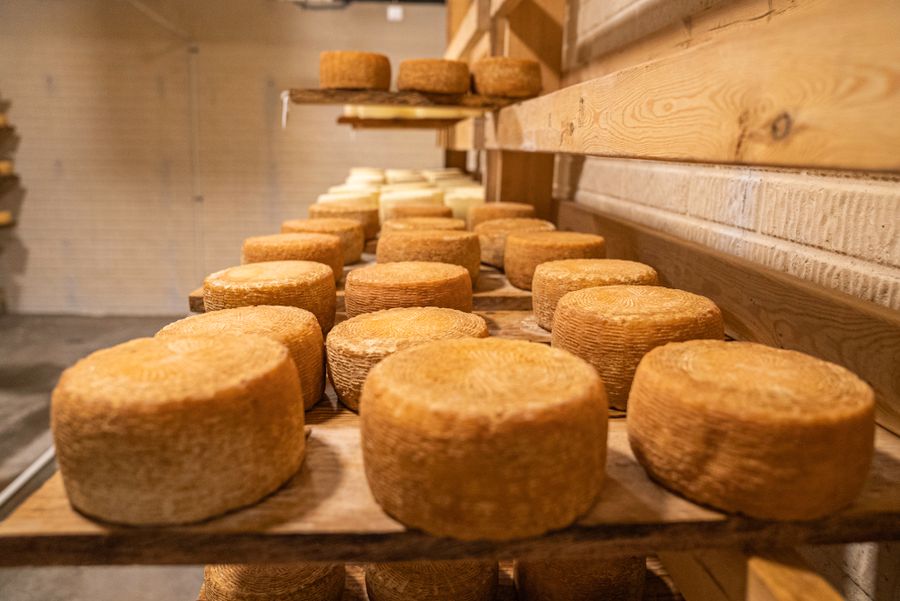 Wheels of mountain sheep's cheese aging on wooden shelves