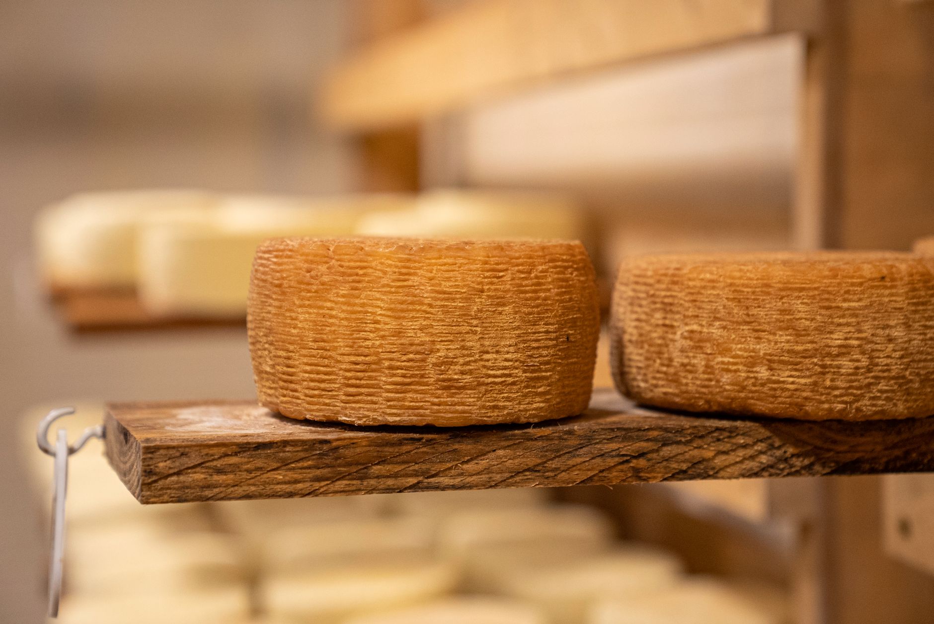 Pecorino at three aging stages — fresh, semi-aged, aged — at Caseificio Porcari.