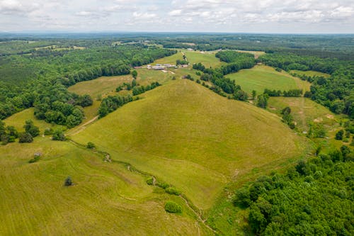 Aerial View of Trees on a Grassy Field