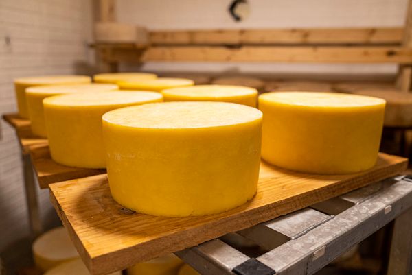 Aging cheese wheels on shelves