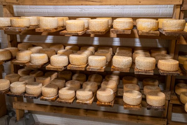Cheese wheels stored on wooden shelf