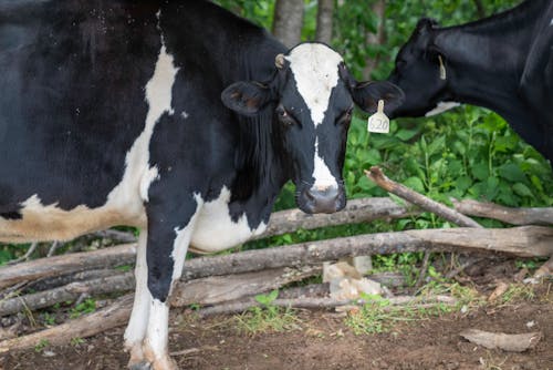 бесплатная Бесплатное стоковое фото с животноводство, животные, коровы Стоковое фото
