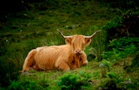 一头长着长角的高地母牛，栖息在郁郁葱葱的乡村草丛中