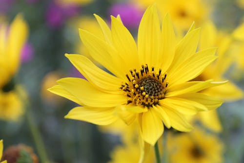 бесплатная Бесплатное стоковое фото с желтый цветок, завод, лепестки цветка Стоковое фото