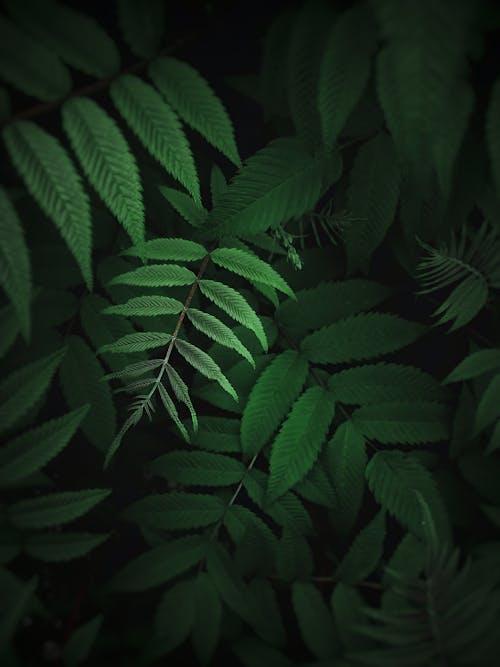 Close-Up Shot of Green Leaves