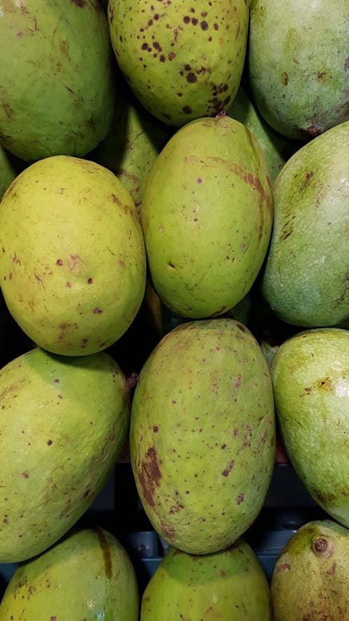 Free stock photo of fruits, manggo