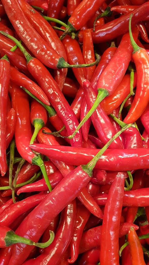 Free stock photo of chili pepper, red