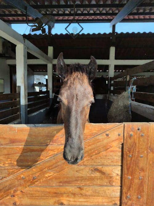 Free A Horse in a Stable Stock Photo