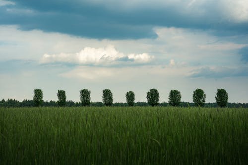 Grass Field and Green Trees under the Cloudy Sky