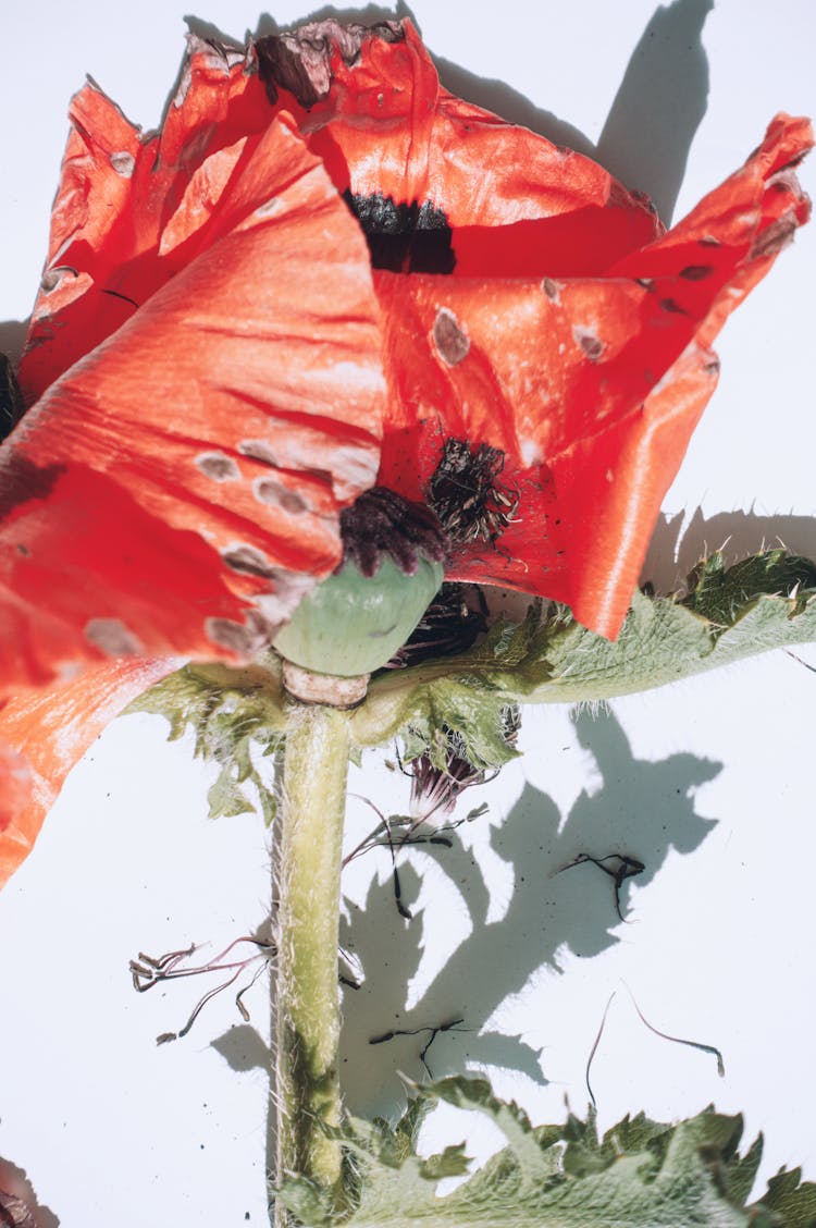 Close-up Photo Of Wilted Poppy Flower 