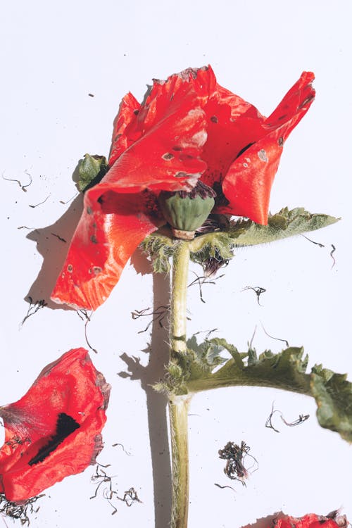 Wilted Red Flower on a White Surface