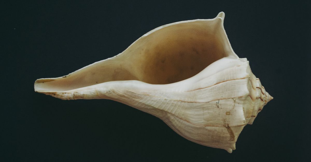A Close Up of a Conch Shell · Free Stock Photo