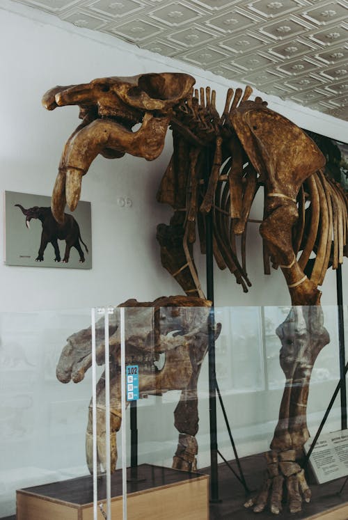 An Elephant Skeleton Displayed with a Glass Barrier