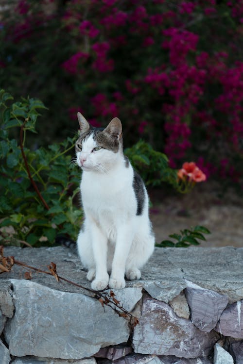 Free White Cat Sitting on the Concrete Bench Stock Photo