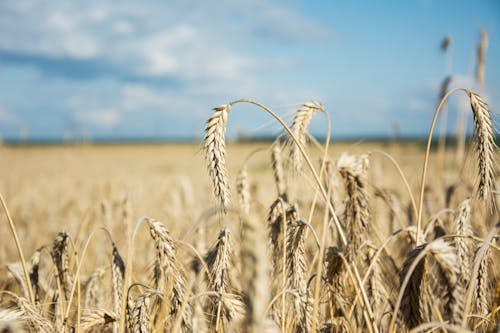Free Dried Wheat on the Field Stock Photo