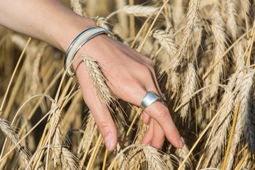 A Person Touching Dried Wheat Grass