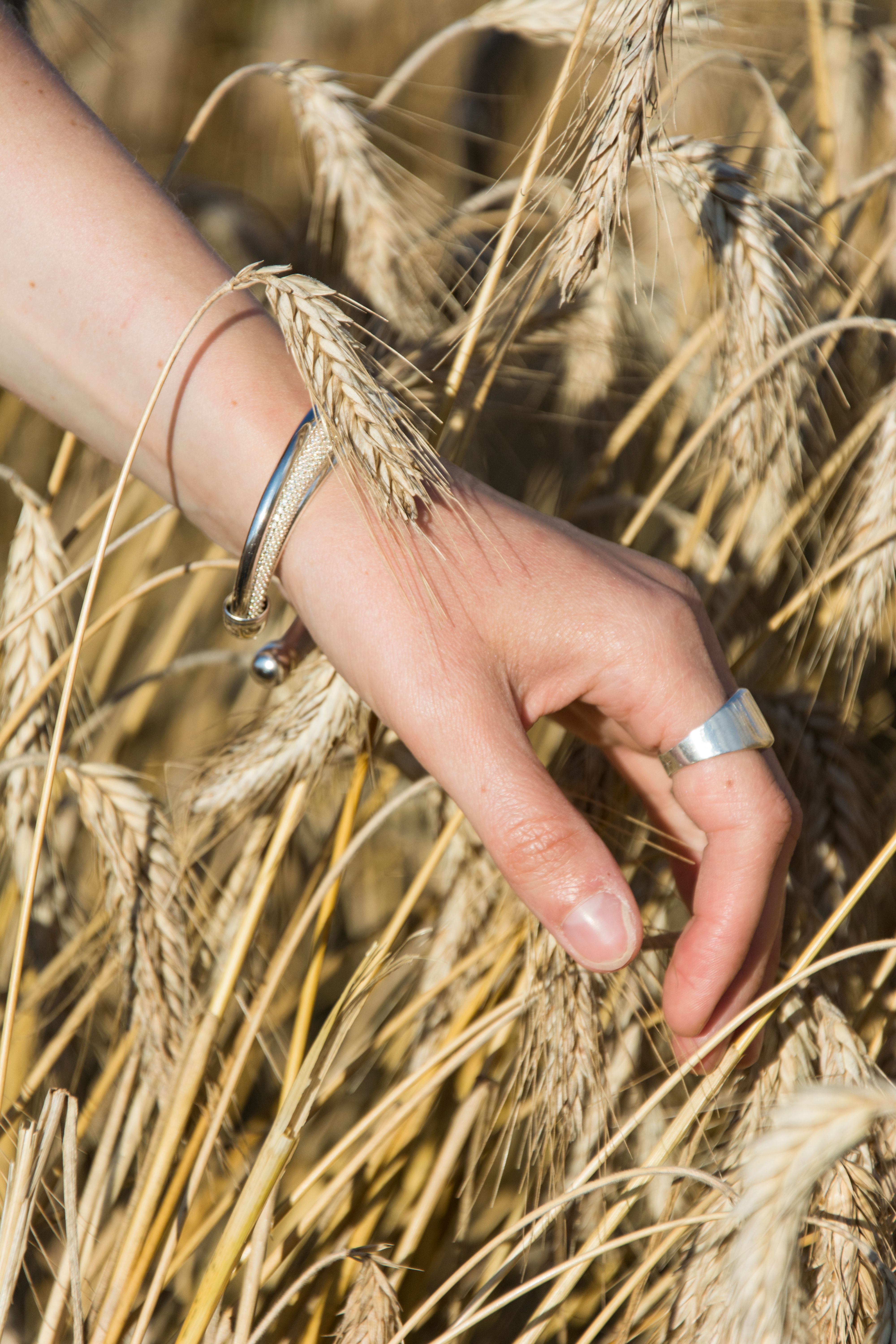 Close-up of a woman's hand with silver jewelry gently touching wheat in a sunny field.