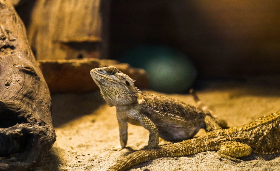 Best Pet Insurance for Reptiles UK 2026: A Specialist Guide