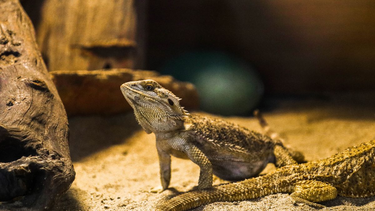 Dragón barbudo: cuidados, terrario y alimentación