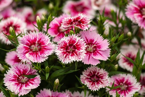 Beautiful Sweet William Flowers in Bloom